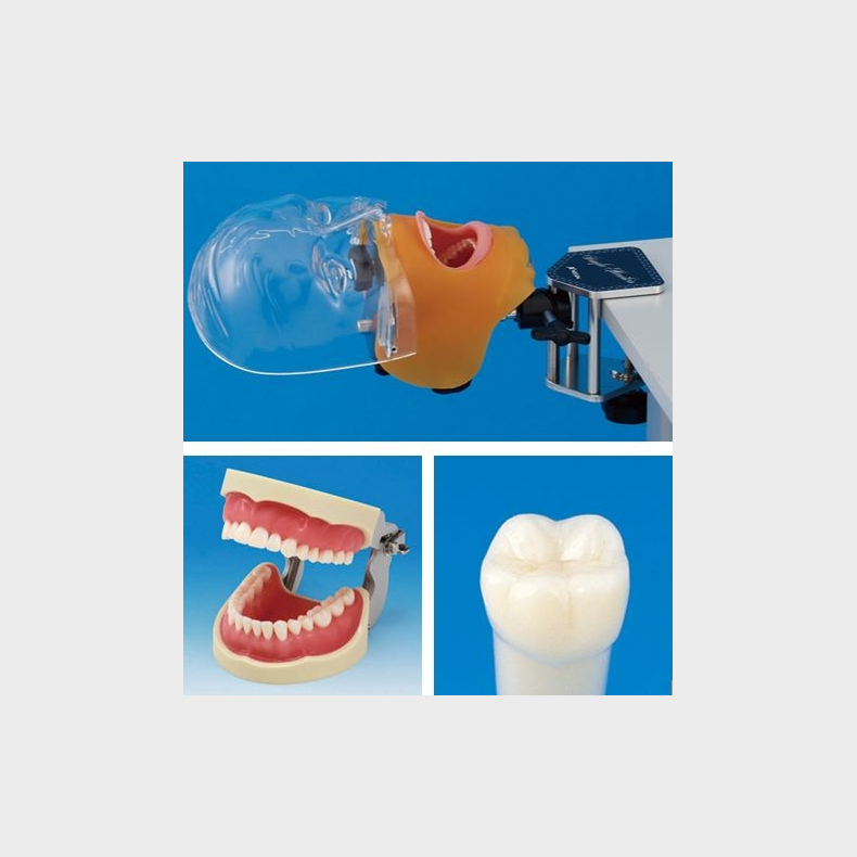 Simpelt fantomhoved - samlet pakke m. protetisk &amp; restorativ trningsmodel